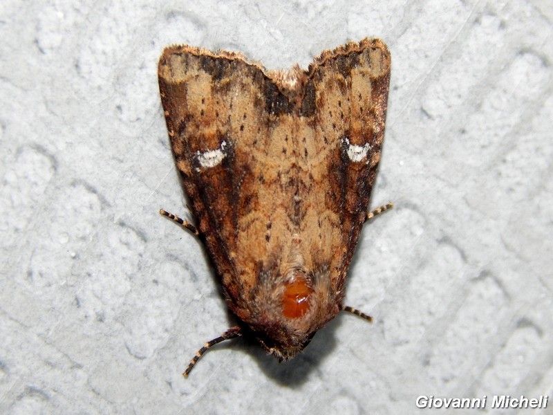 Aiuto ID Noctuidae